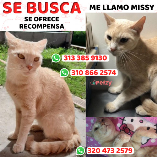 Foto de mascota Missy