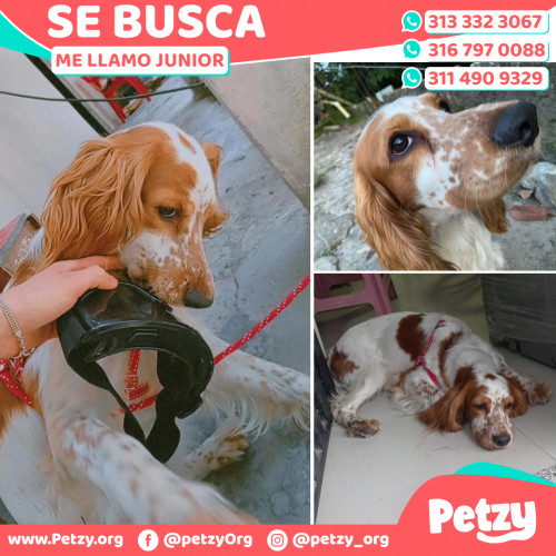 Foto de mascota Junior