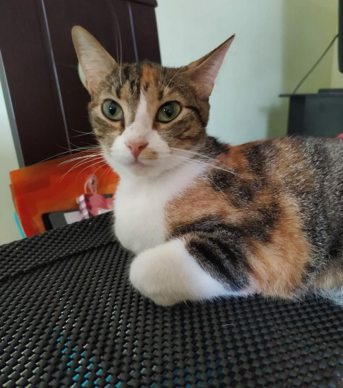 Fifi
