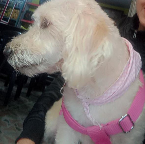Susi (susana)