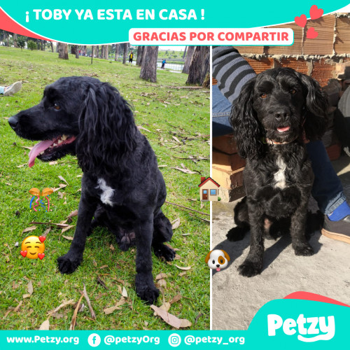 Foto de mascota Toby