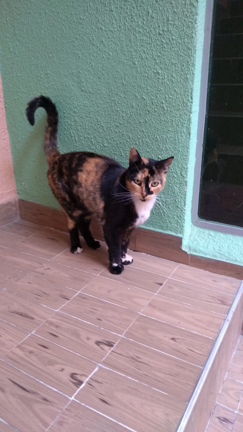 Minina