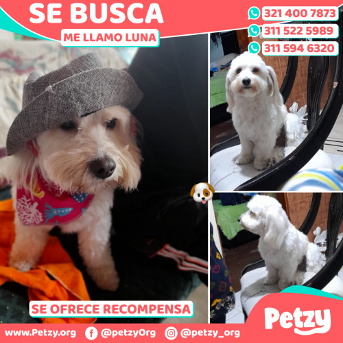 Foto de mascota Luna