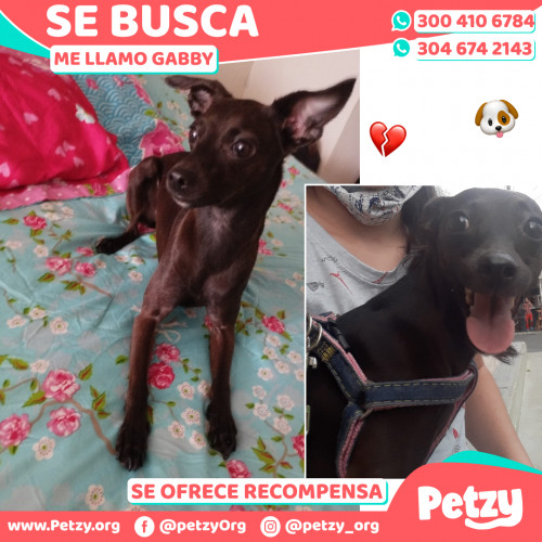 Foto de mascota Gabby