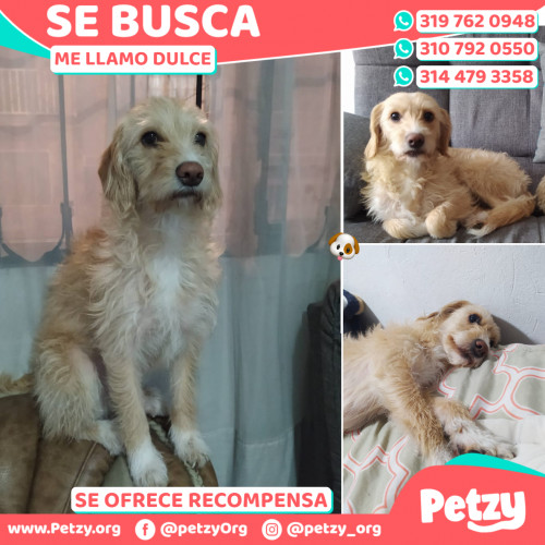 Foto de mascota Dulce