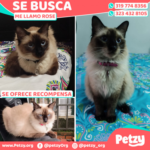 Foto de mascota Rose