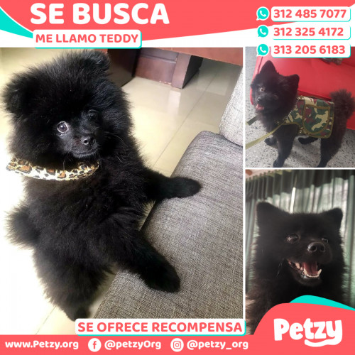 Foto de mascota Teddy