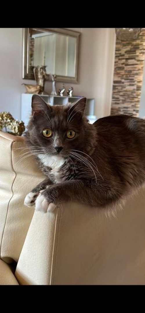 Merlín