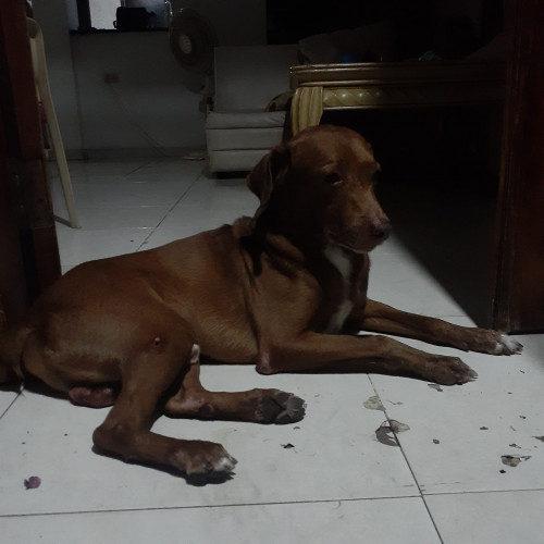 Junior