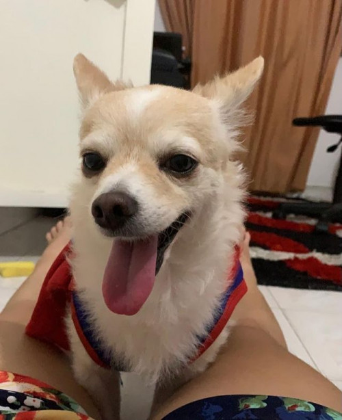 Simba