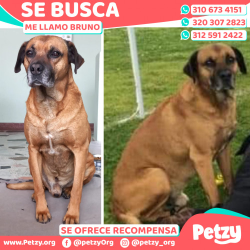 Foto de mascota Bruno