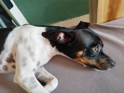 Paco