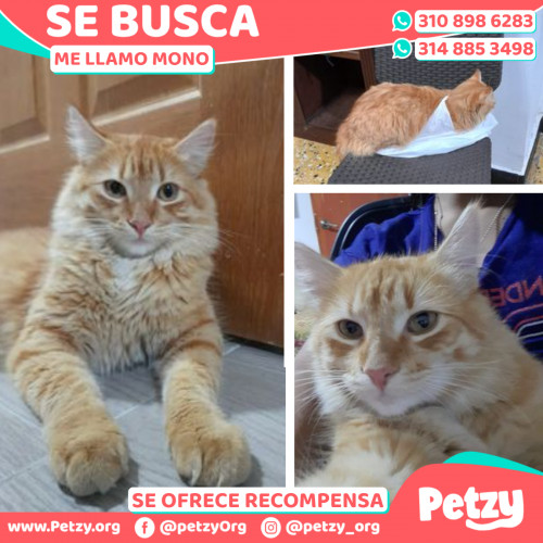 Foto de mascota Mono