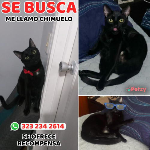 Foto de mascota Chimuelo