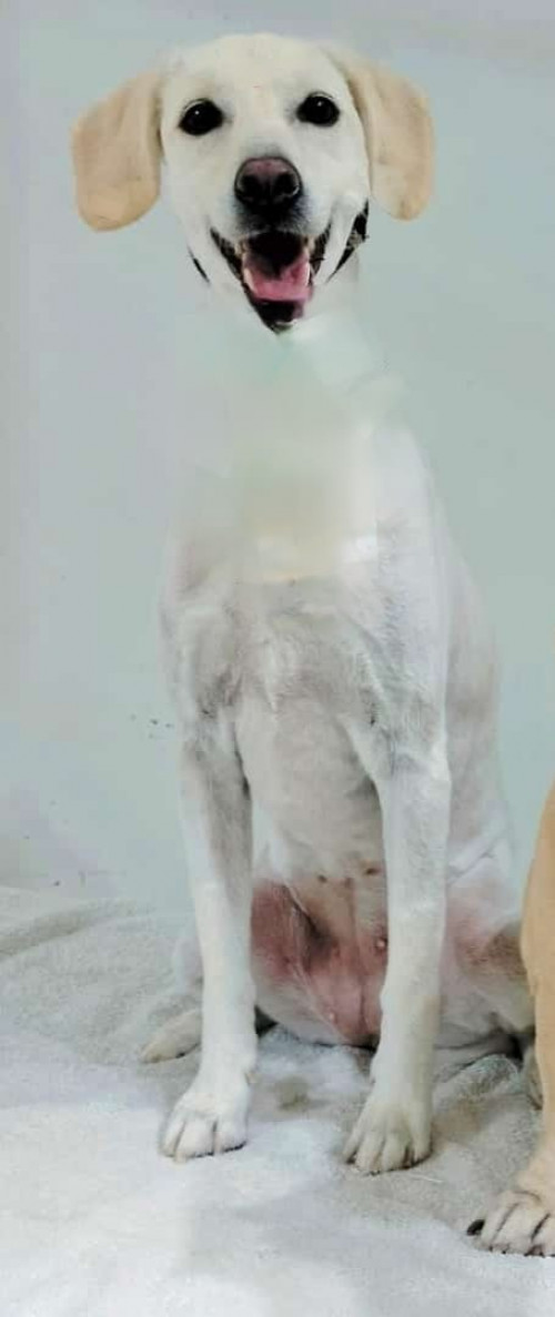 Muñeca