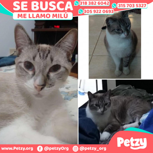 Foto de mascota Milú