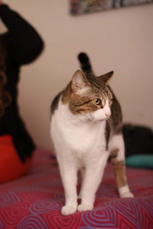 Michi