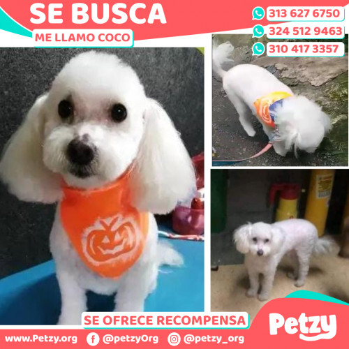 Foto de mascota Coco
