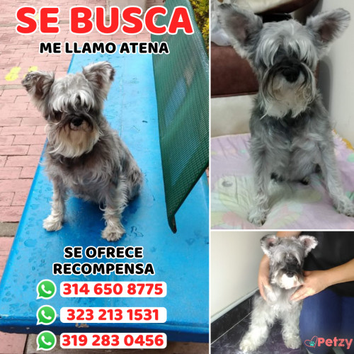 Foto de mascota Atena