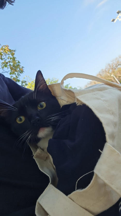 Mau