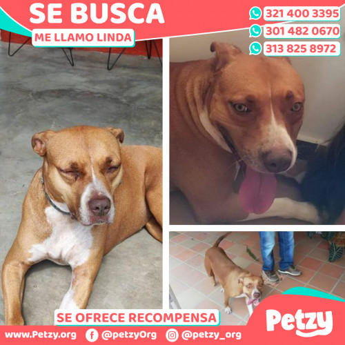 Foto de mascota Linda