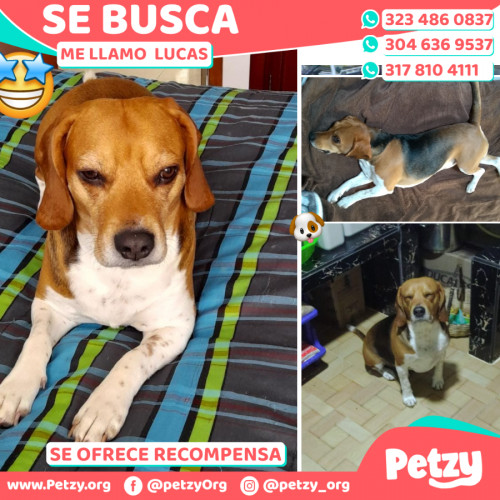 Foto de mascota  Lucas