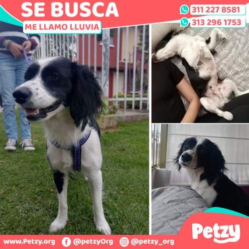 Foto de mascota Lluvia