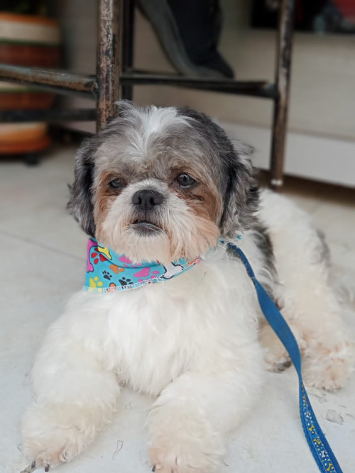 Bengie