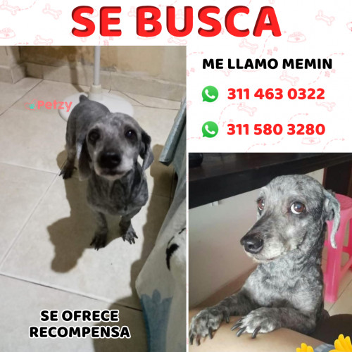 Foto de mascota Memin