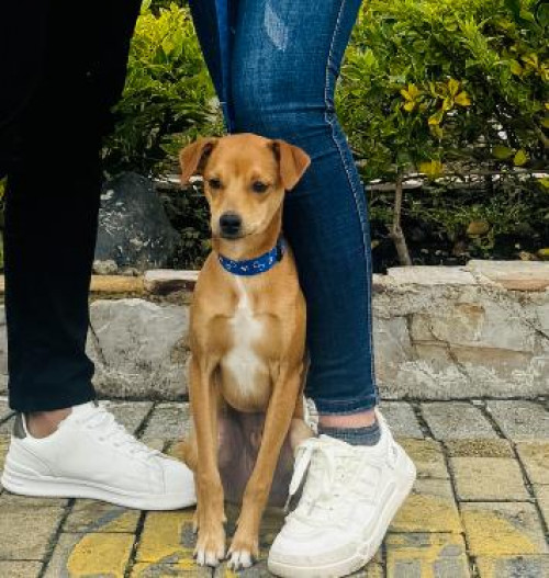 Benji