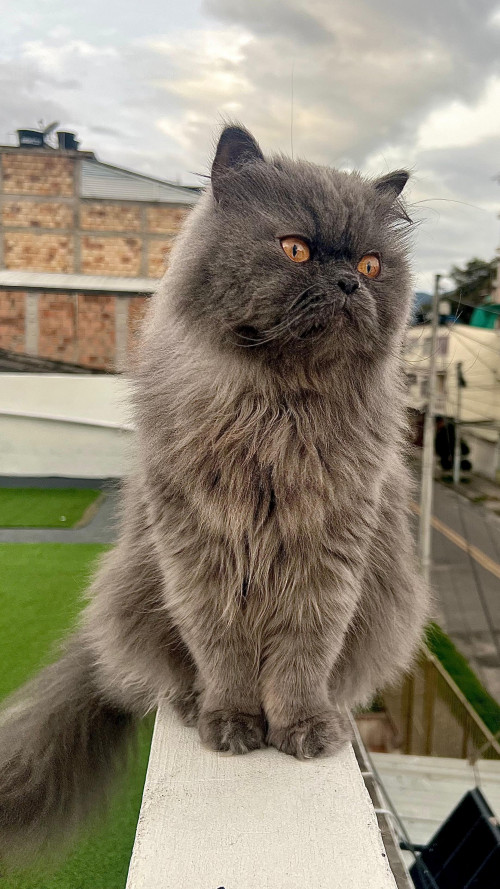 Tom