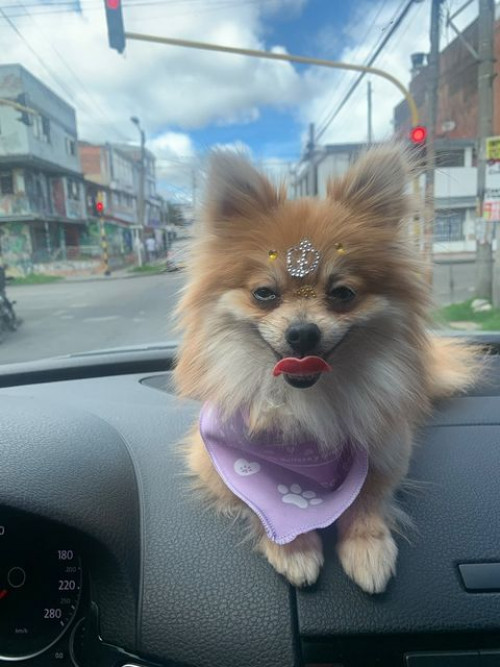Almendra 