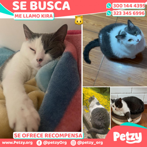 Foto de mascota Kira