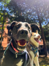 Foto de Nala en  Bogotá #4