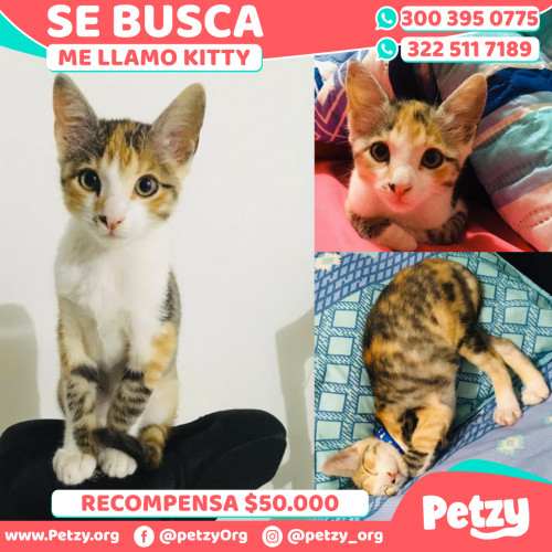 Foto de mascota Kitty