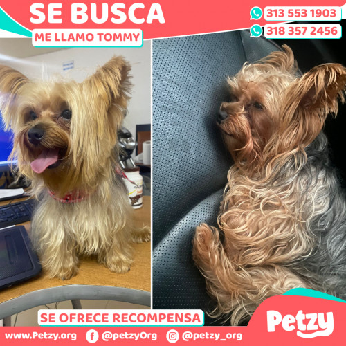 Foto de mascota Tommy