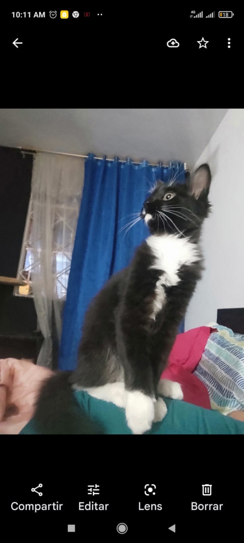 Baloo