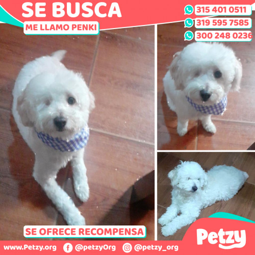 Foto de mascota Penki