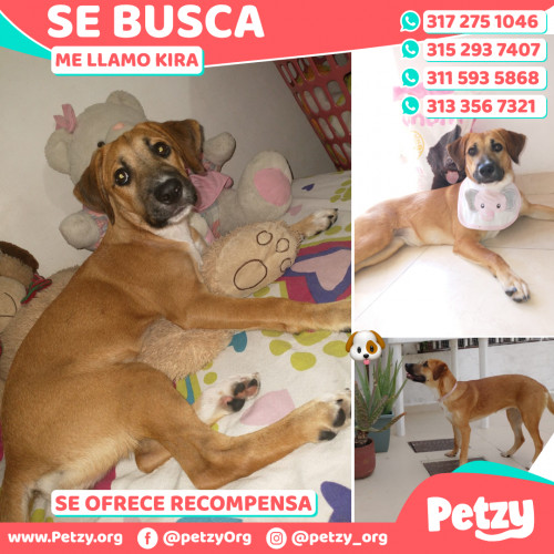 Foto de mascota Kira