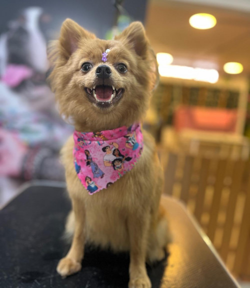 Gigi