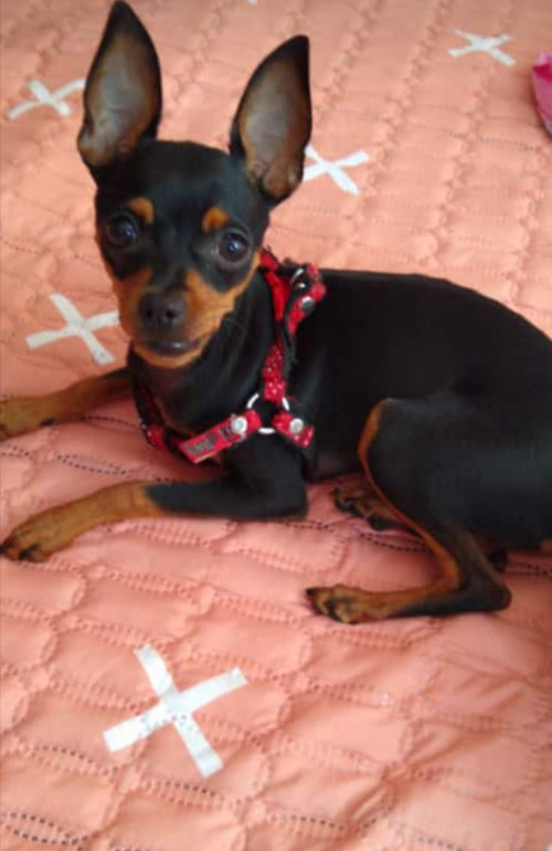 Lulu