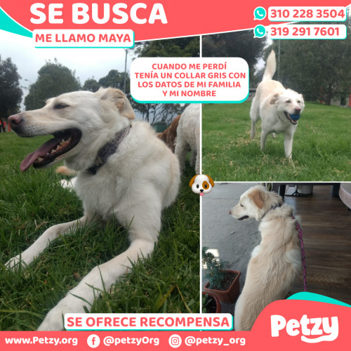 Foto de mascota Maya