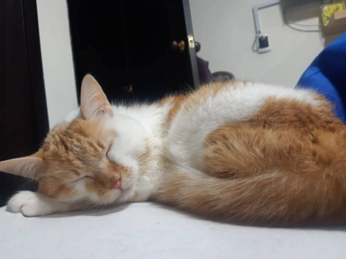 Tora