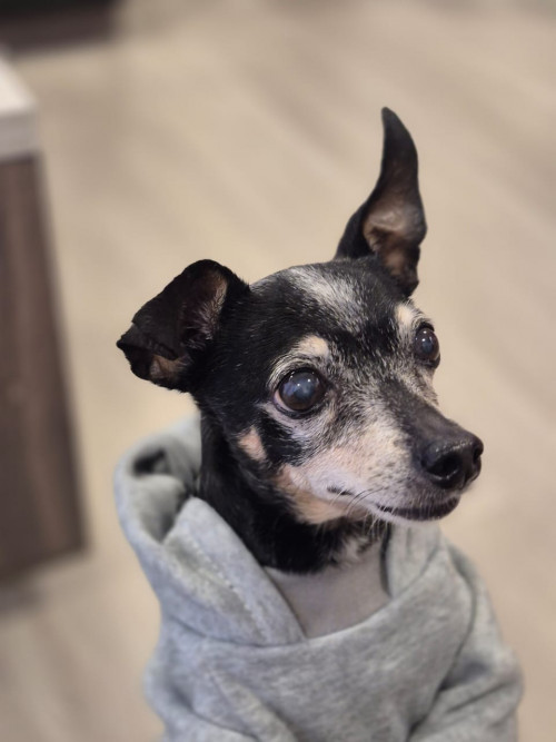 Milo