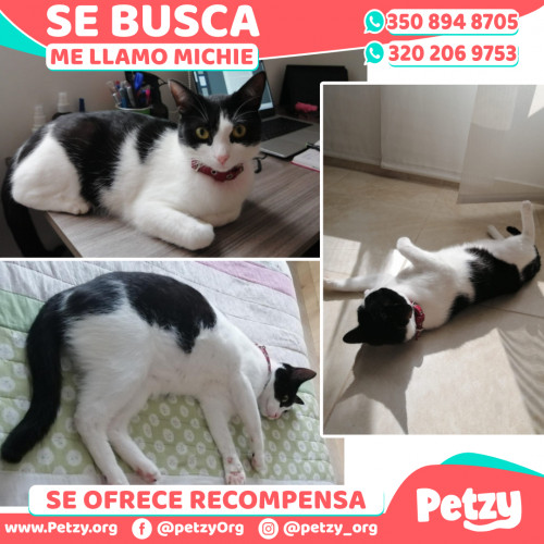 Foto de mascota Michie