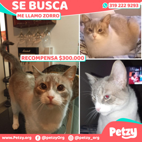 Foto de mascota Zorro