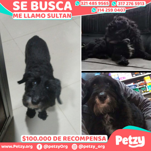 Foto de mascota Sultan