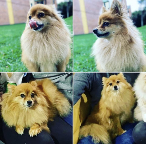 Sacha