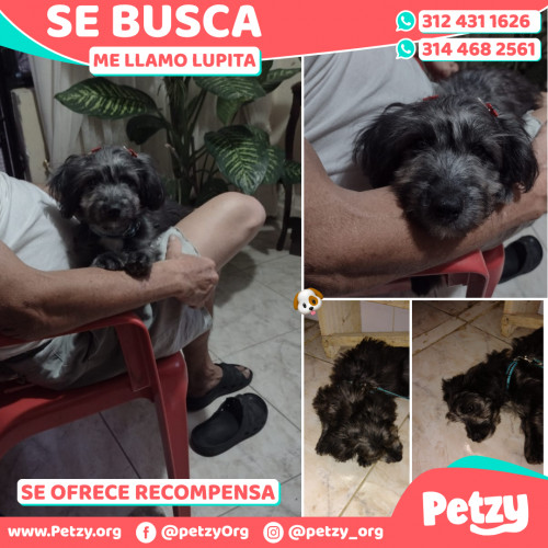 Foto de mascota Lupita