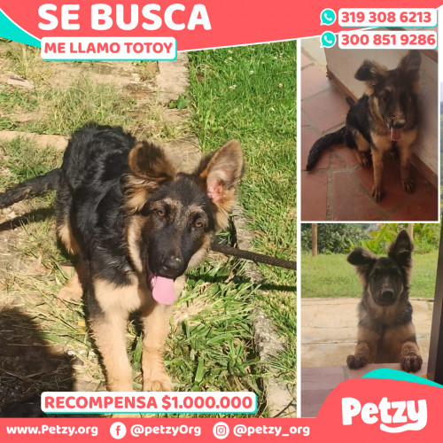 Foto de mascota Totoy